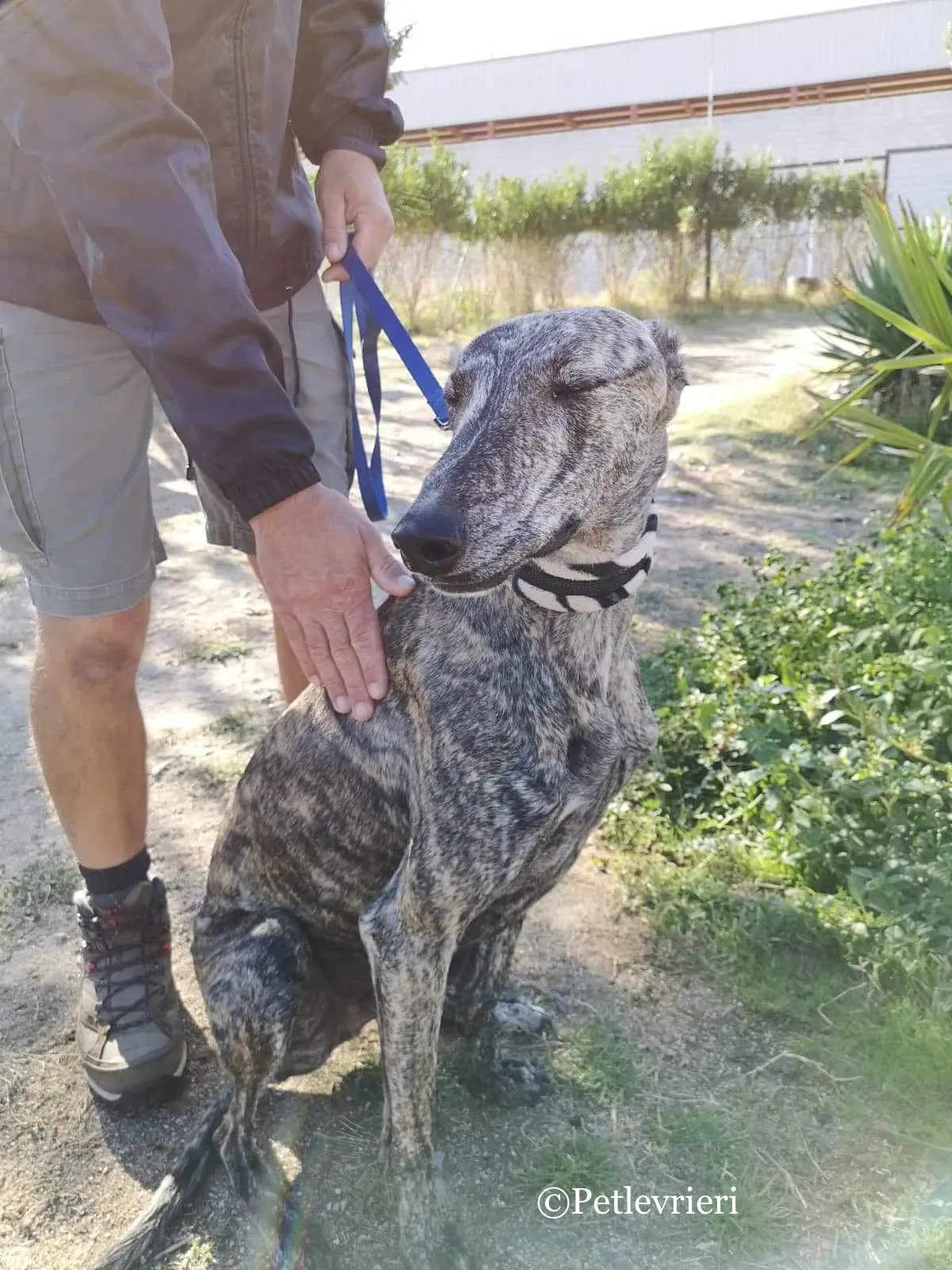 Maior adozione levrieri galgo 2