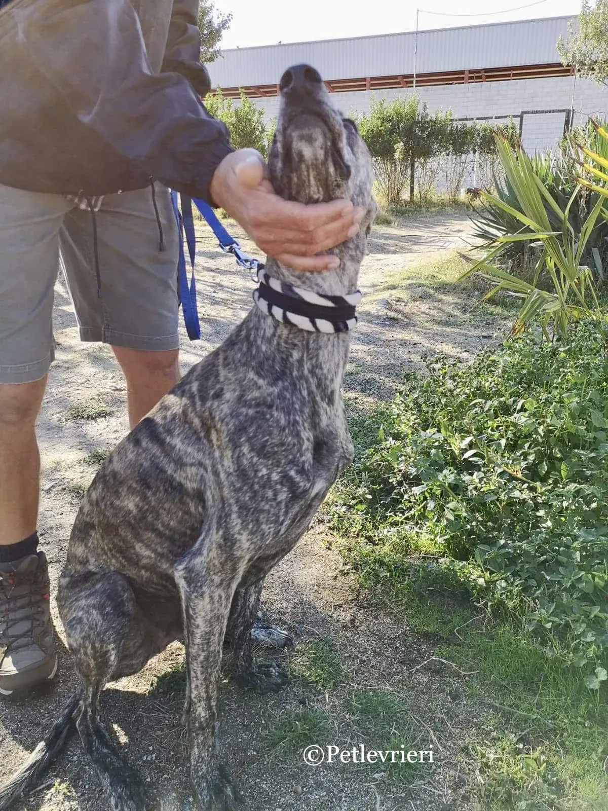 Maior adozione levrieri galgo 3