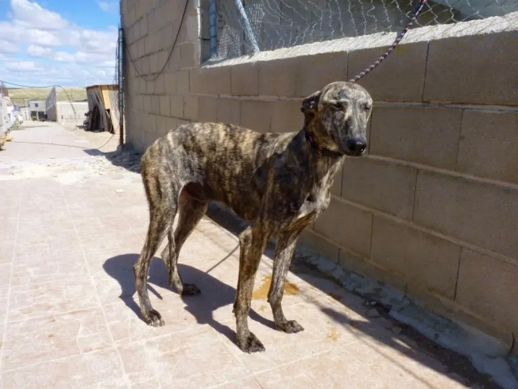Maior adozione levriero galgo 1