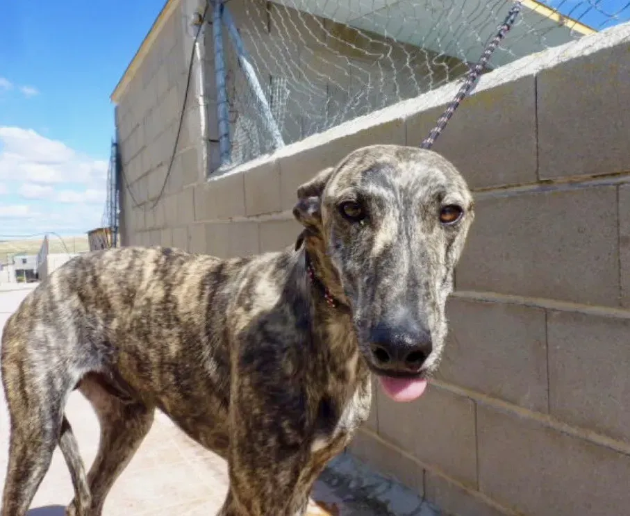 Maior adozione levriero galgo 2