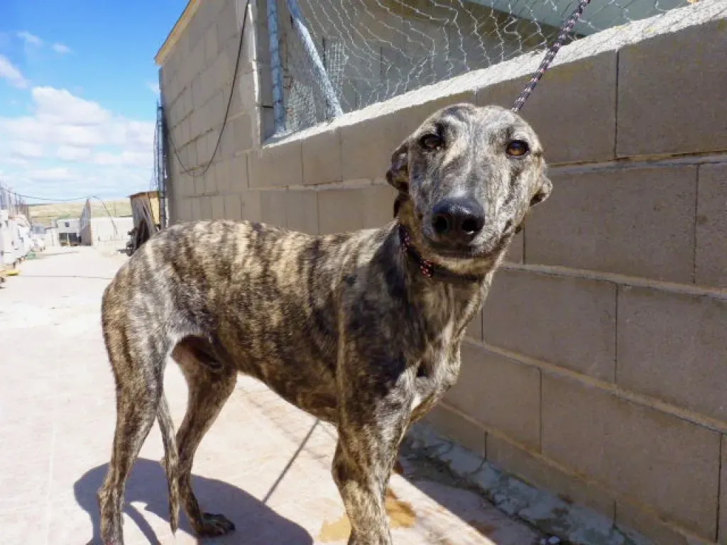 Maior adozione levriero galgo 3