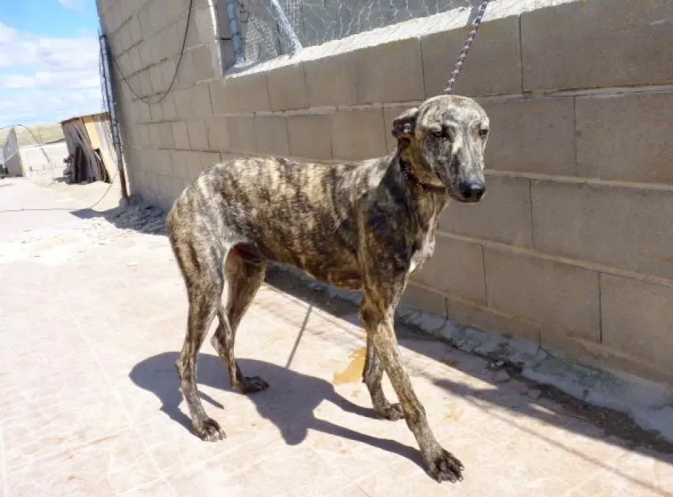 Maior adozione levriero galgo 4