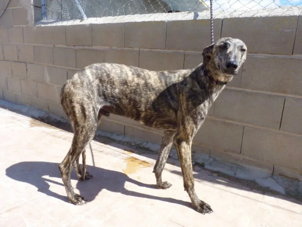 Maior adozione levriero galgo 5
