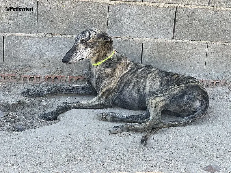 Majestad Mozart adozione levrieri galgo 1