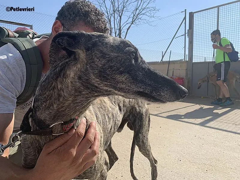 Majestad Mozart adozione levrieri galgo 2