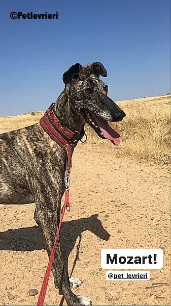 Majestad Mozart adozione levrieri galgo 3