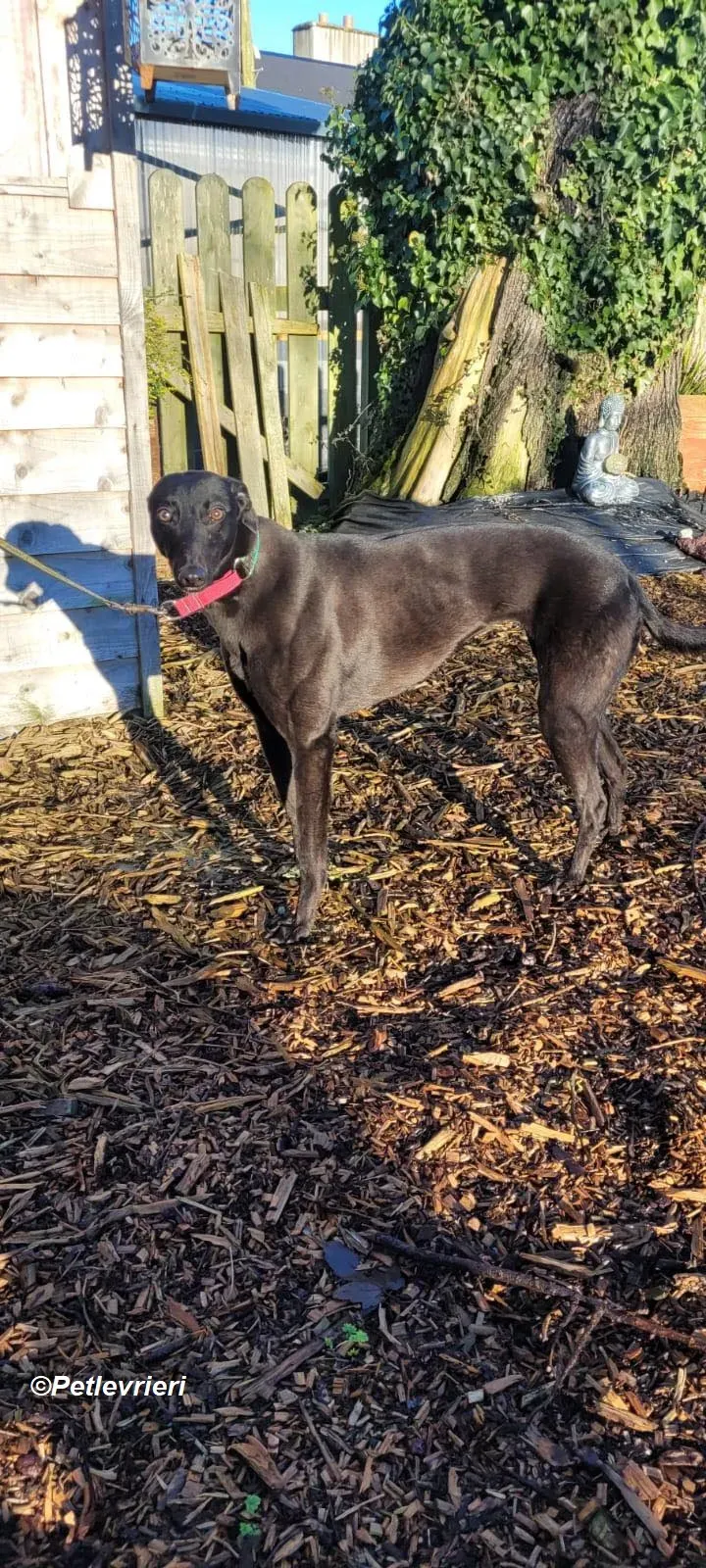 Maldives adozione levrieri greyhound 1