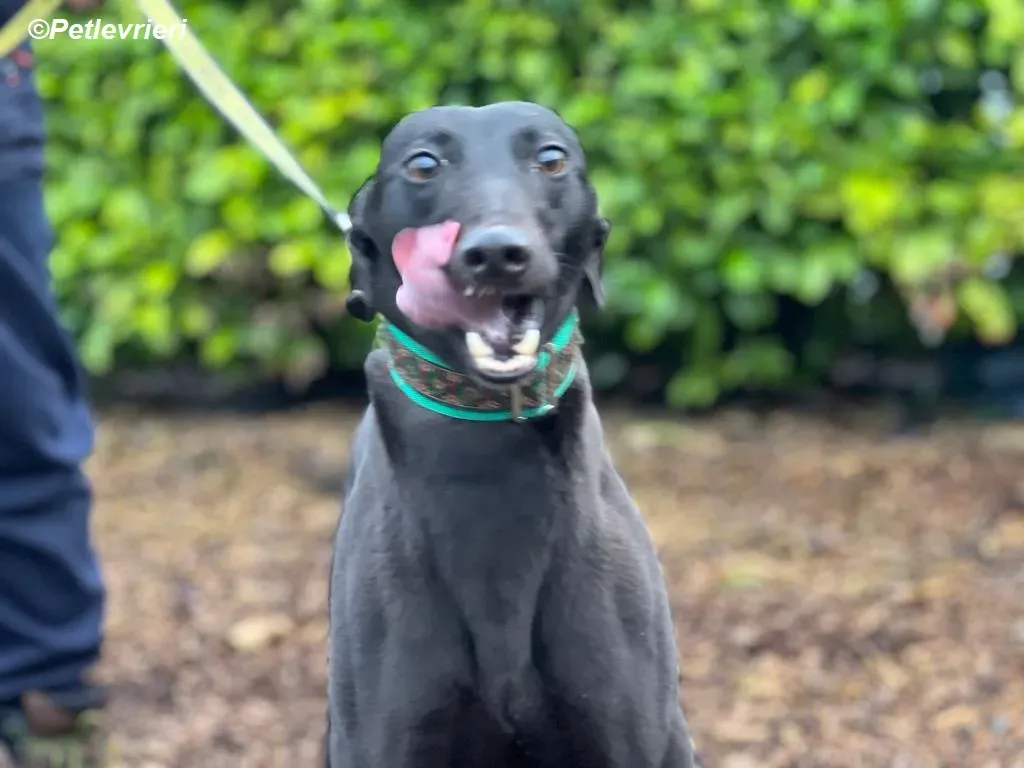 Maldives adozione levrieri greyhound 10