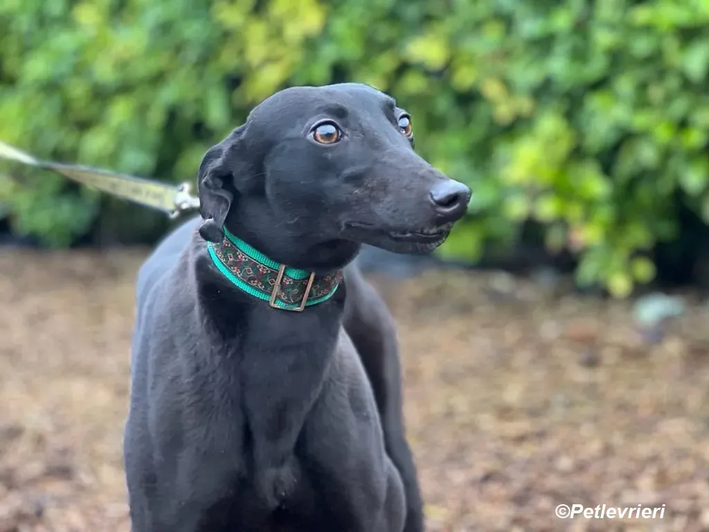 Maldives adozione levrieri greyhound 11