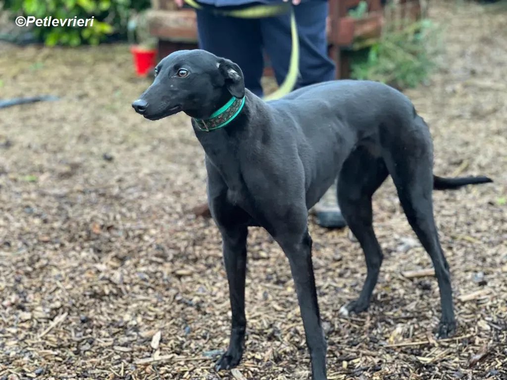 Maldives adozione levrieri greyhound 12