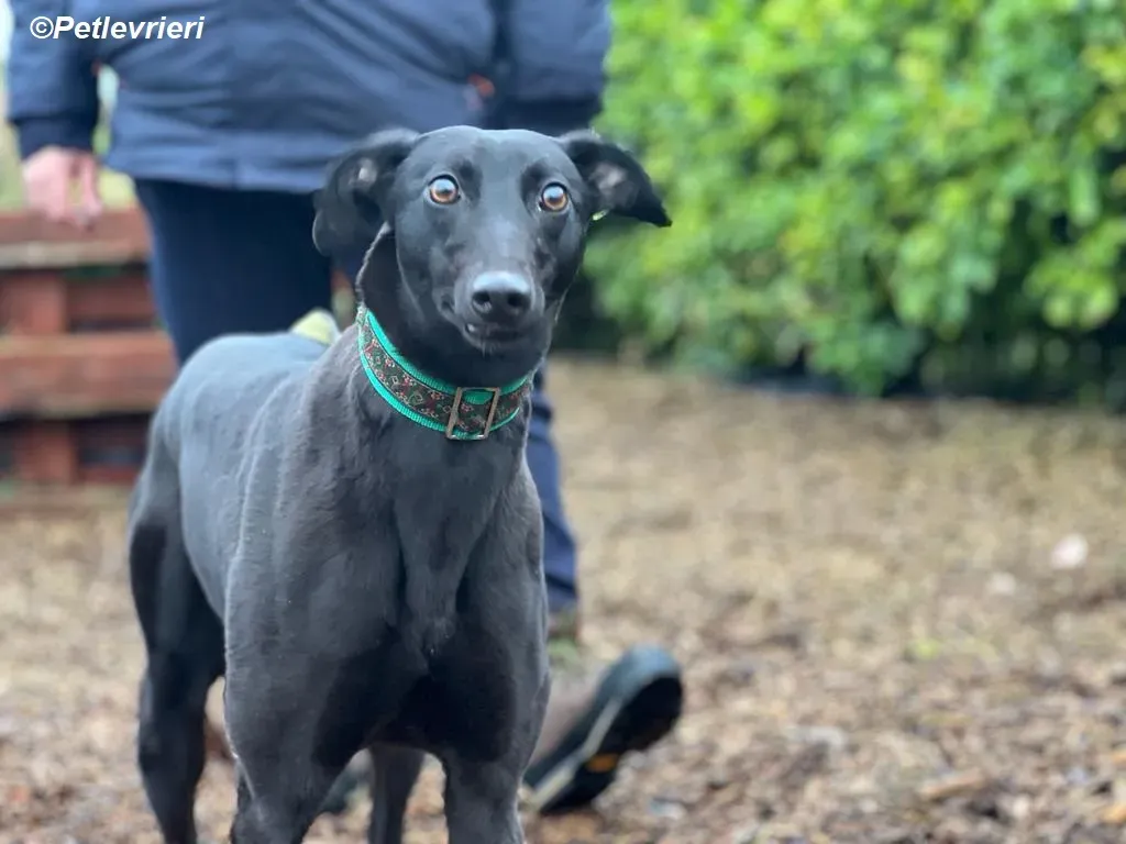 Maldives adozione levrieri greyhound 13