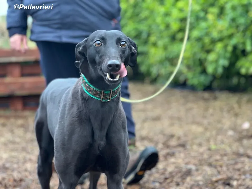 Maldives adozione levrieri greyhound 14