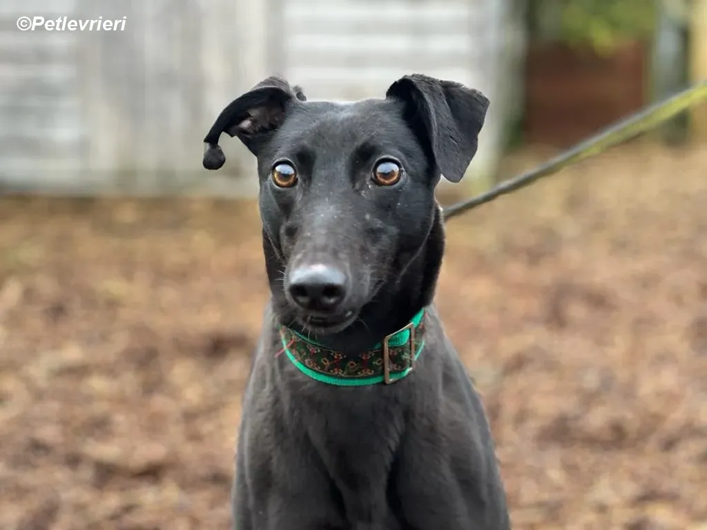 Maldives adozione levrieri greyhound 15