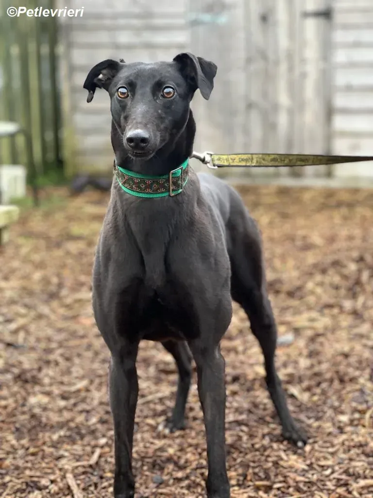 Maldives adozione levrieri greyhound 16