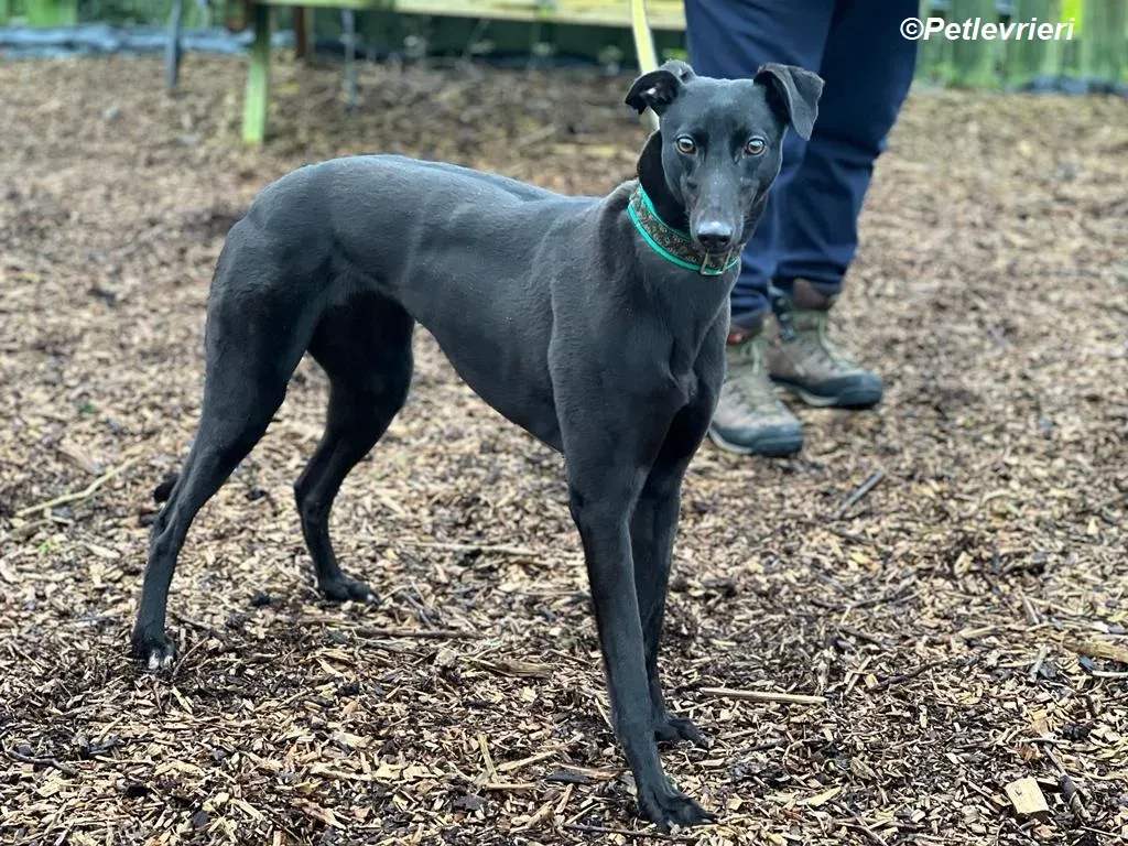 Maldives adozione levrieri greyhound 17