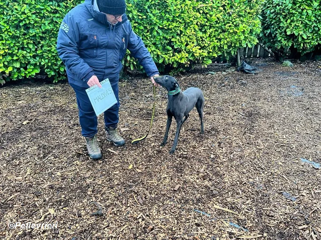 Maldives adozione levrieri greyhound 18