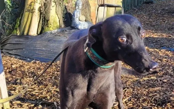 Maldives adozione levrieri greyhound 2 e1672751265698