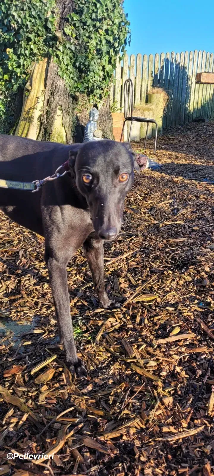 Maldives adozione levrieri greyhound 3