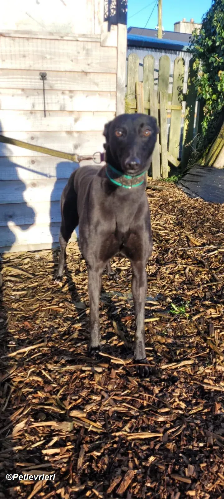 Maldives adozione levrieri greyhound 4