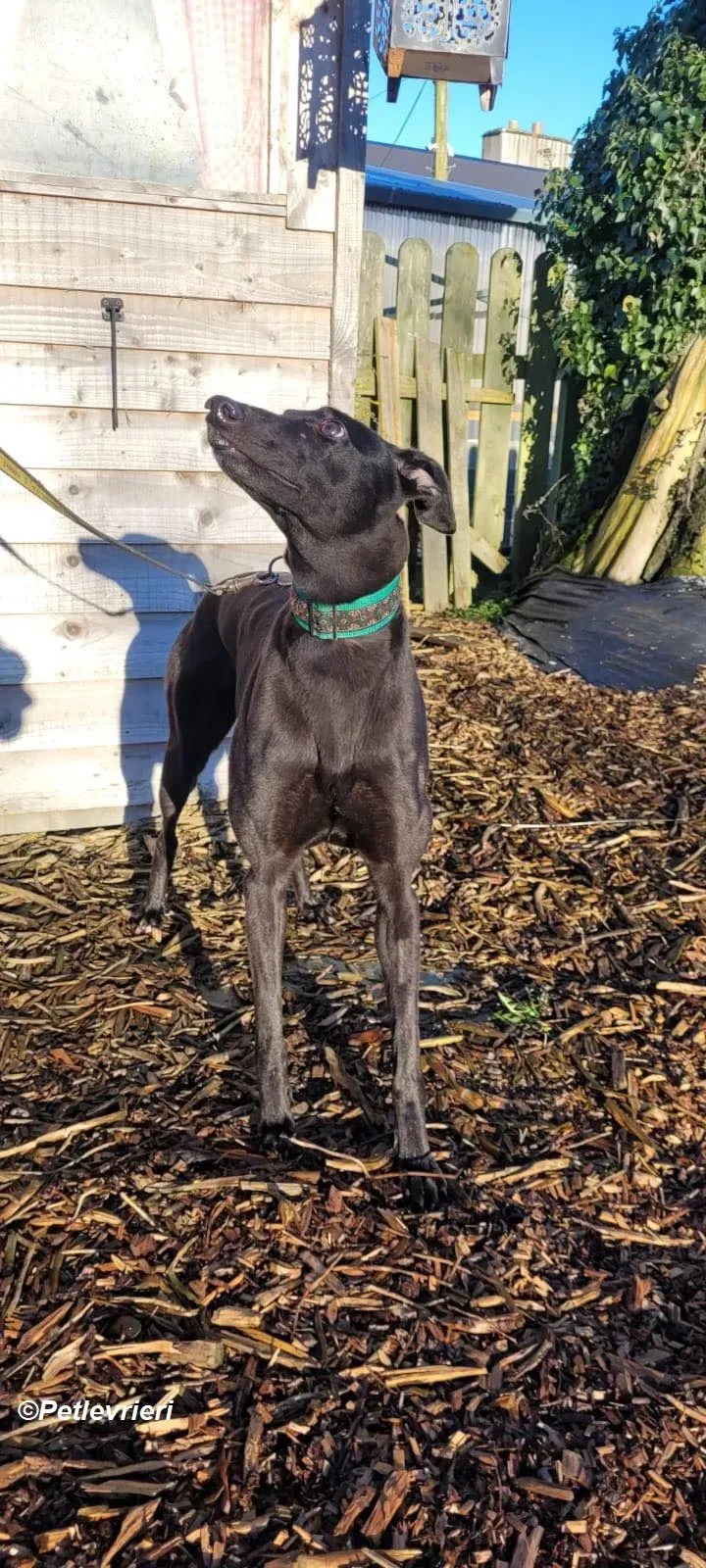 Maldives adozione levrieri greyhound 5