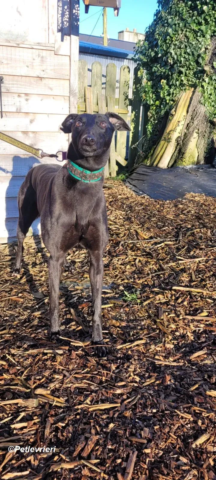 Maldives adozione levrieri greyhound 6