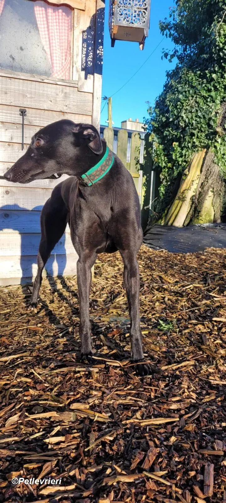 Maldives adozione levrieri greyhound 7