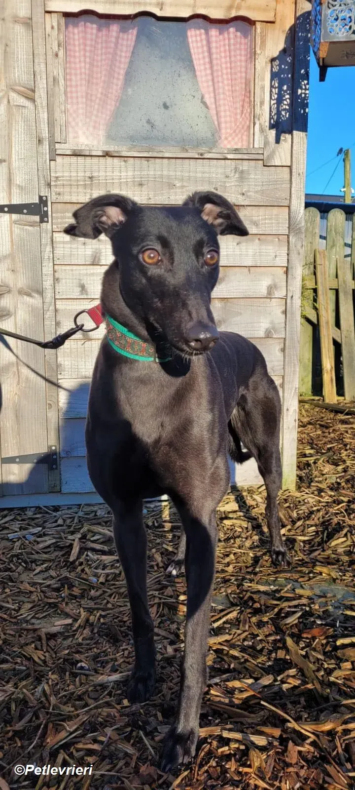 Maldives adozione levrieri greyhound 8