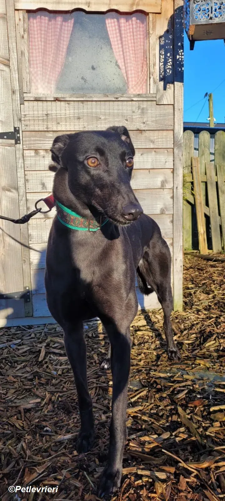 Maldives adozione levrieri greyhound 9