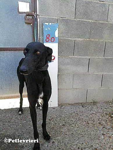 Malena adozione levrieri galgo 01