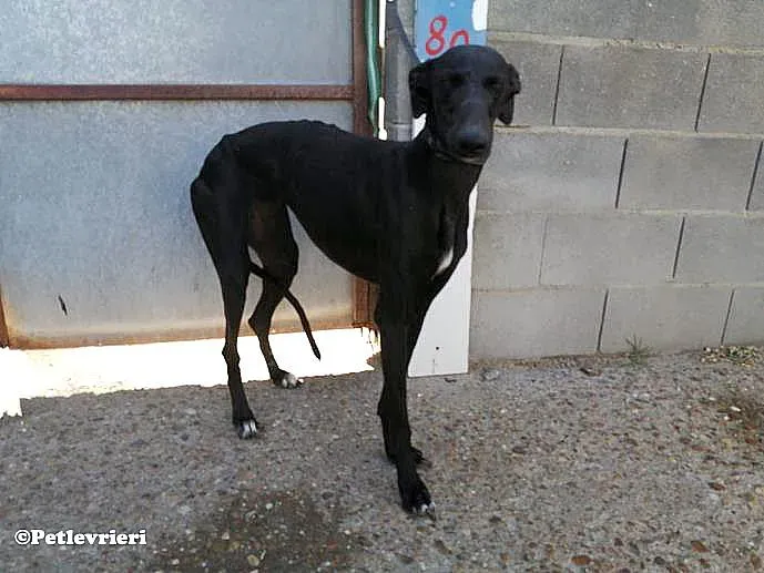 Malena adozione levrieri galgo 02