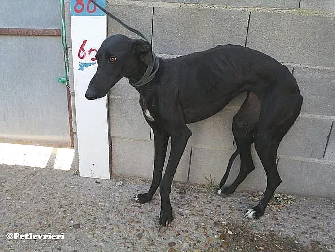 Malena adozione levrieri galgo 03
