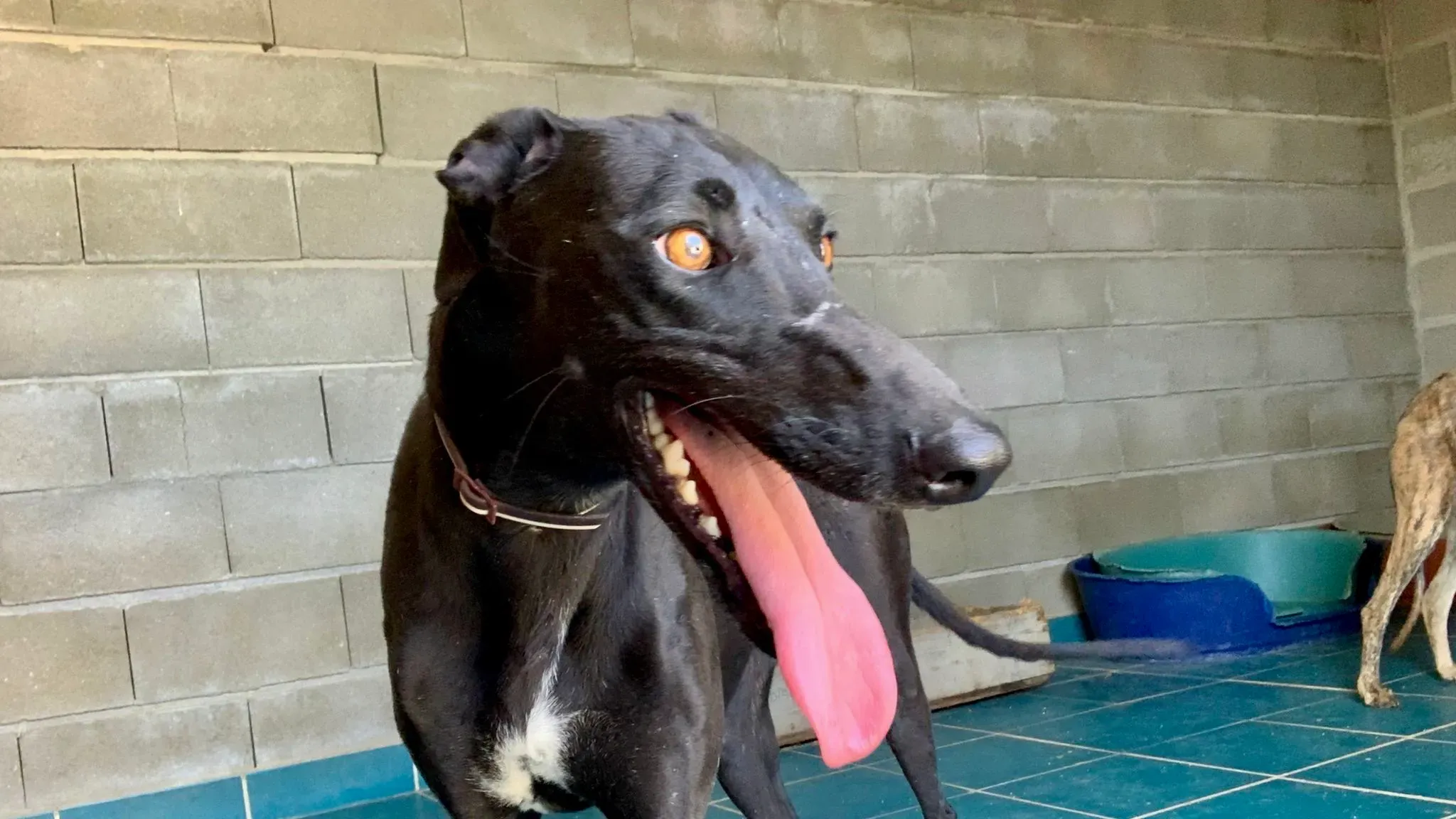 Malena adozione levrieri galgo 1