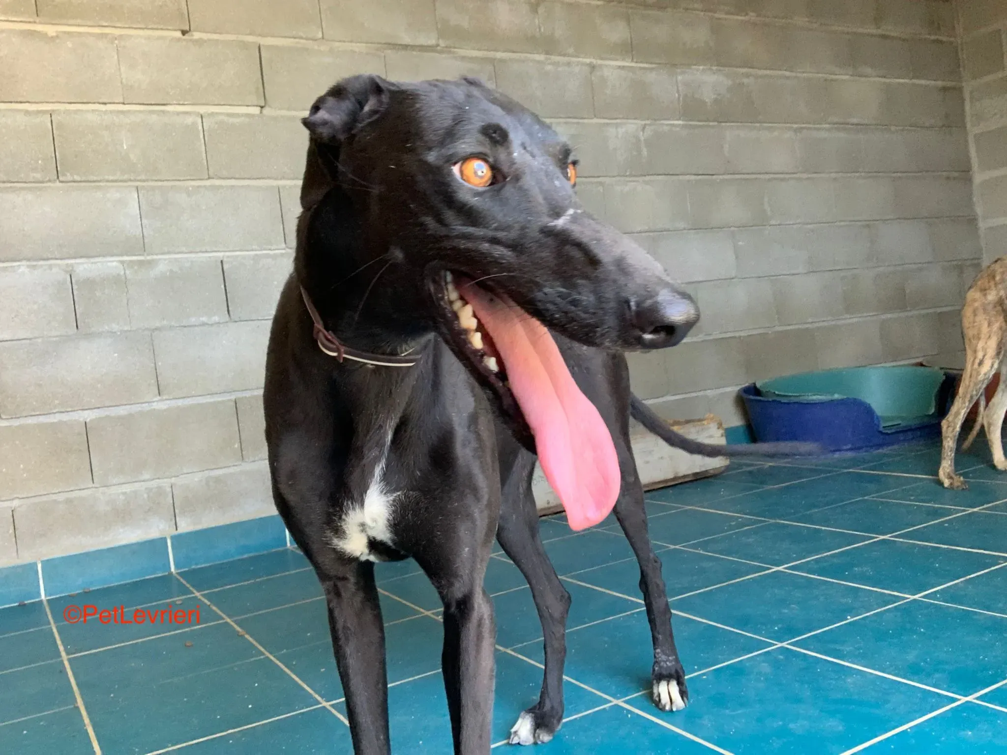 Malena adozione levrieri galgo 1