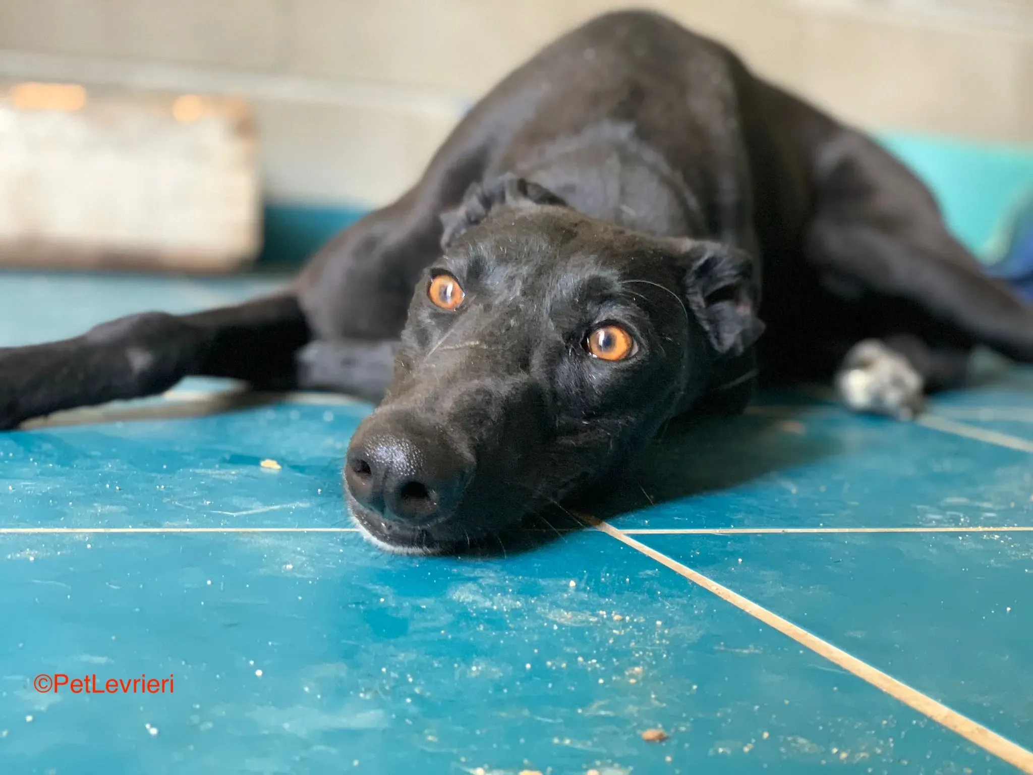 Malena adozione levrieri galgo 2