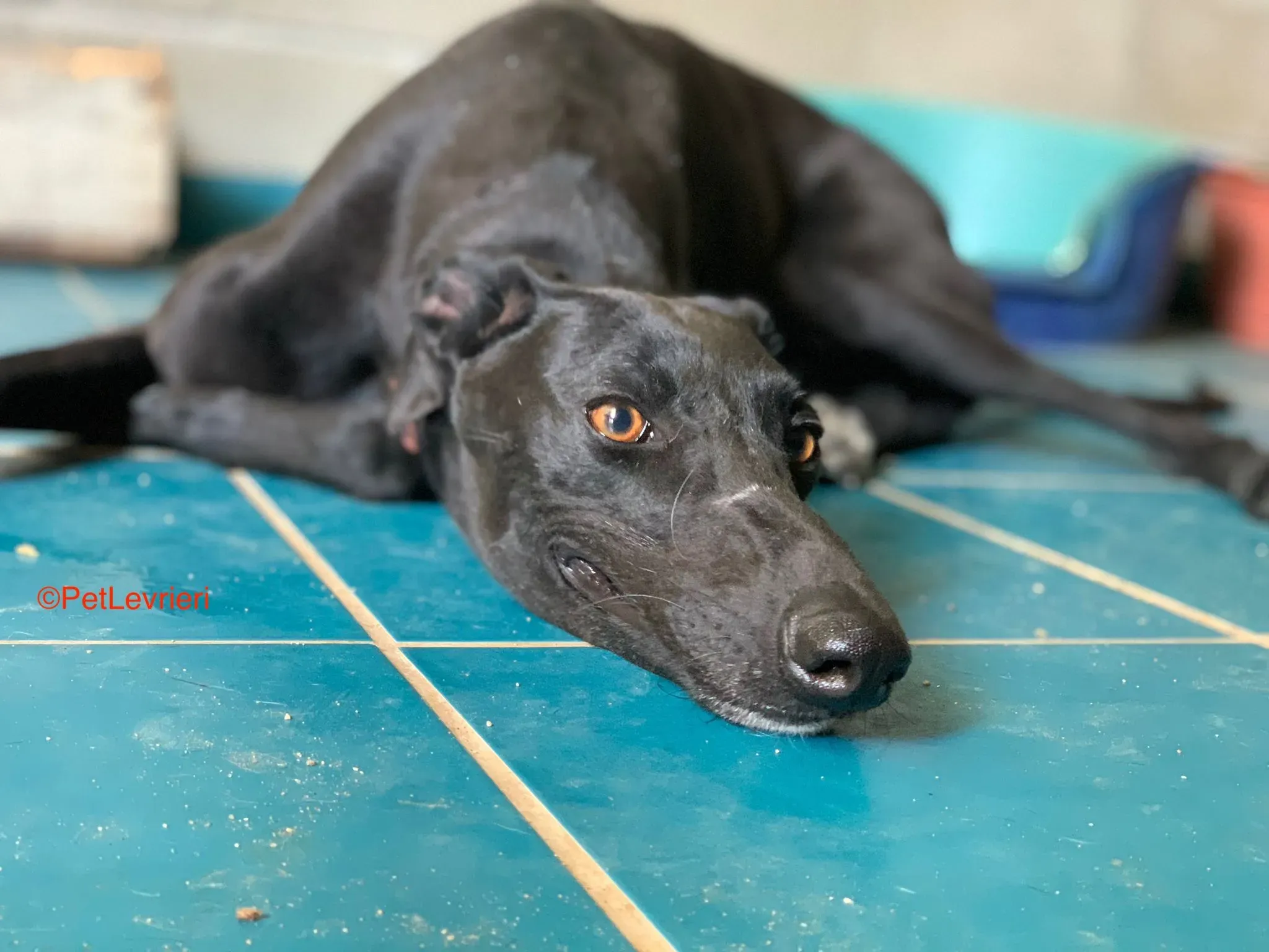 Malena adozione levrieri galgo 3