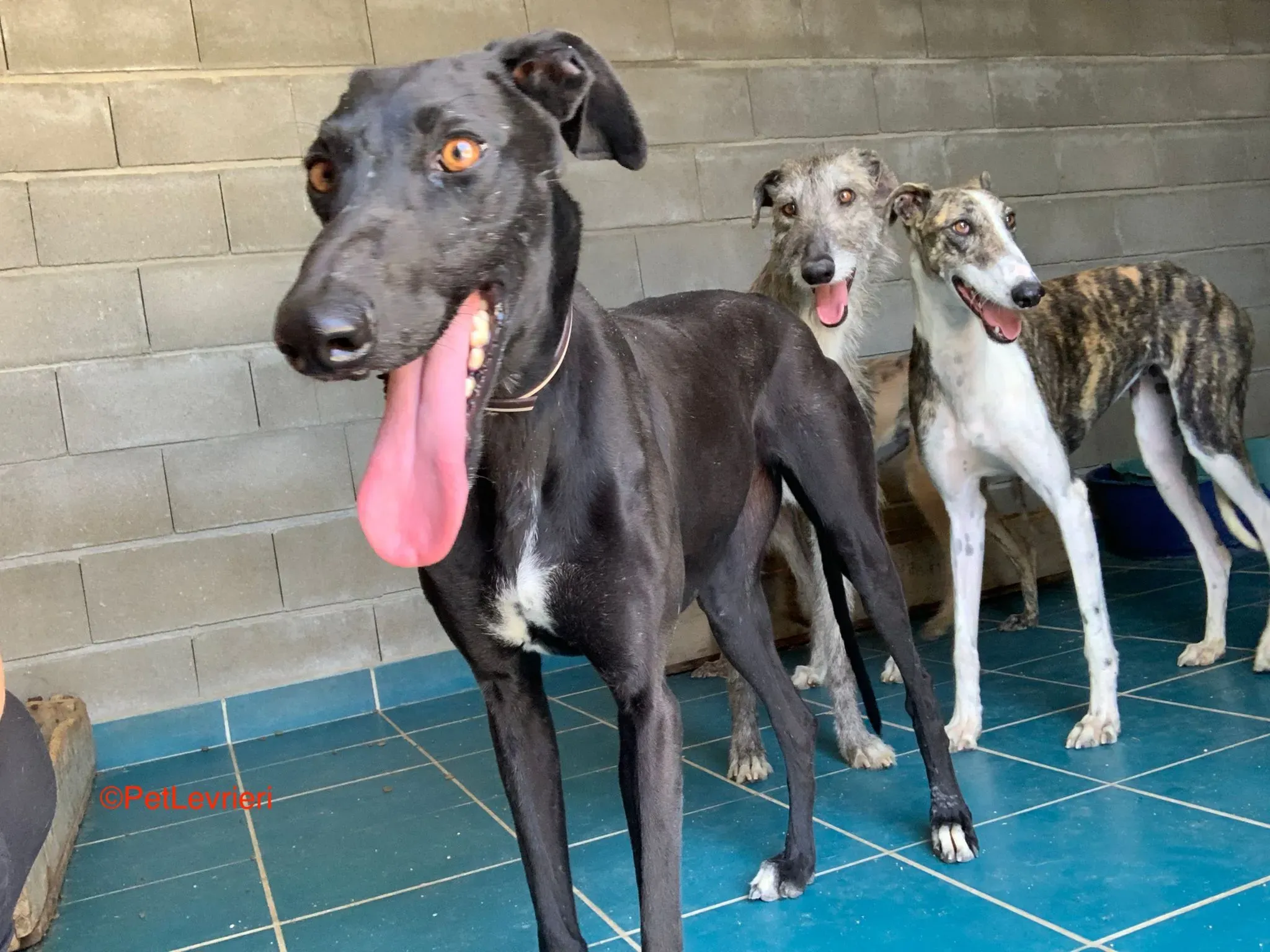 Malena adozione levrieri galgo 4