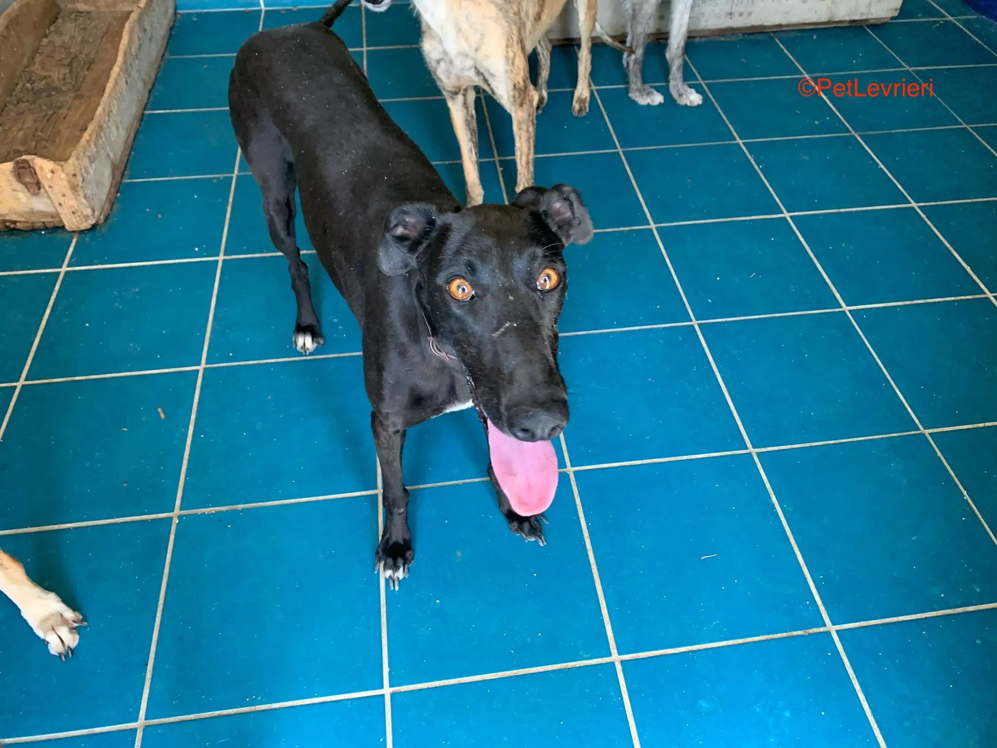 Malena adozione levrieri galgo 5