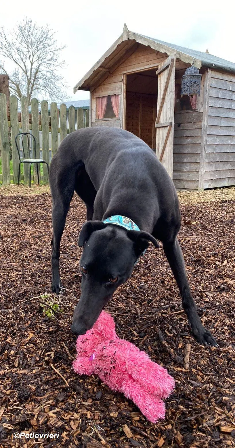 Malta adozione levrieri greyhound 1