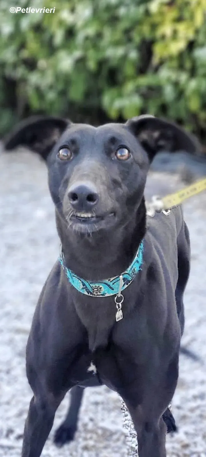 Malta adozione levrieri greyhound 10