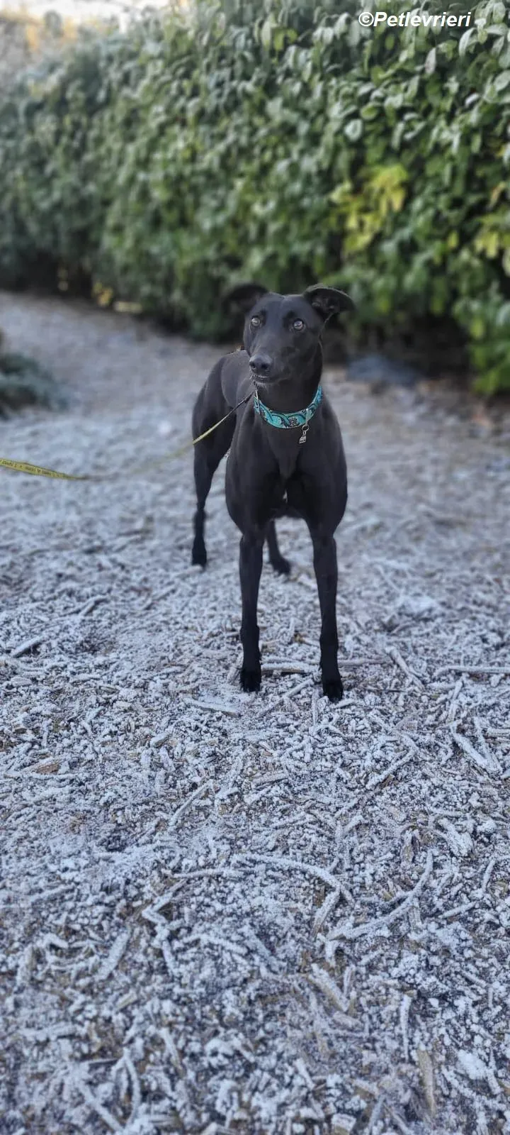 Malta adozione levrieri greyhound 11