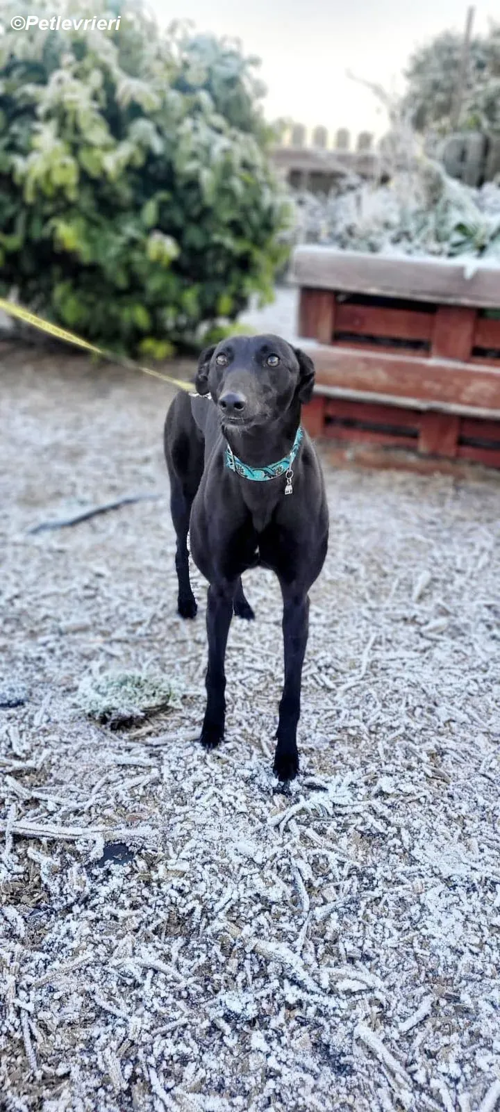 Malta adozione levrieri greyhound 12