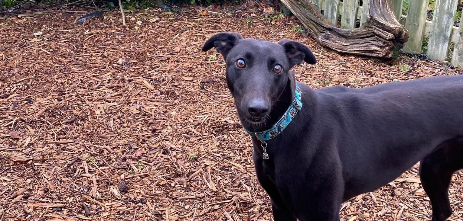 Malta adozione levrieri greyhound 2 e1667684355551