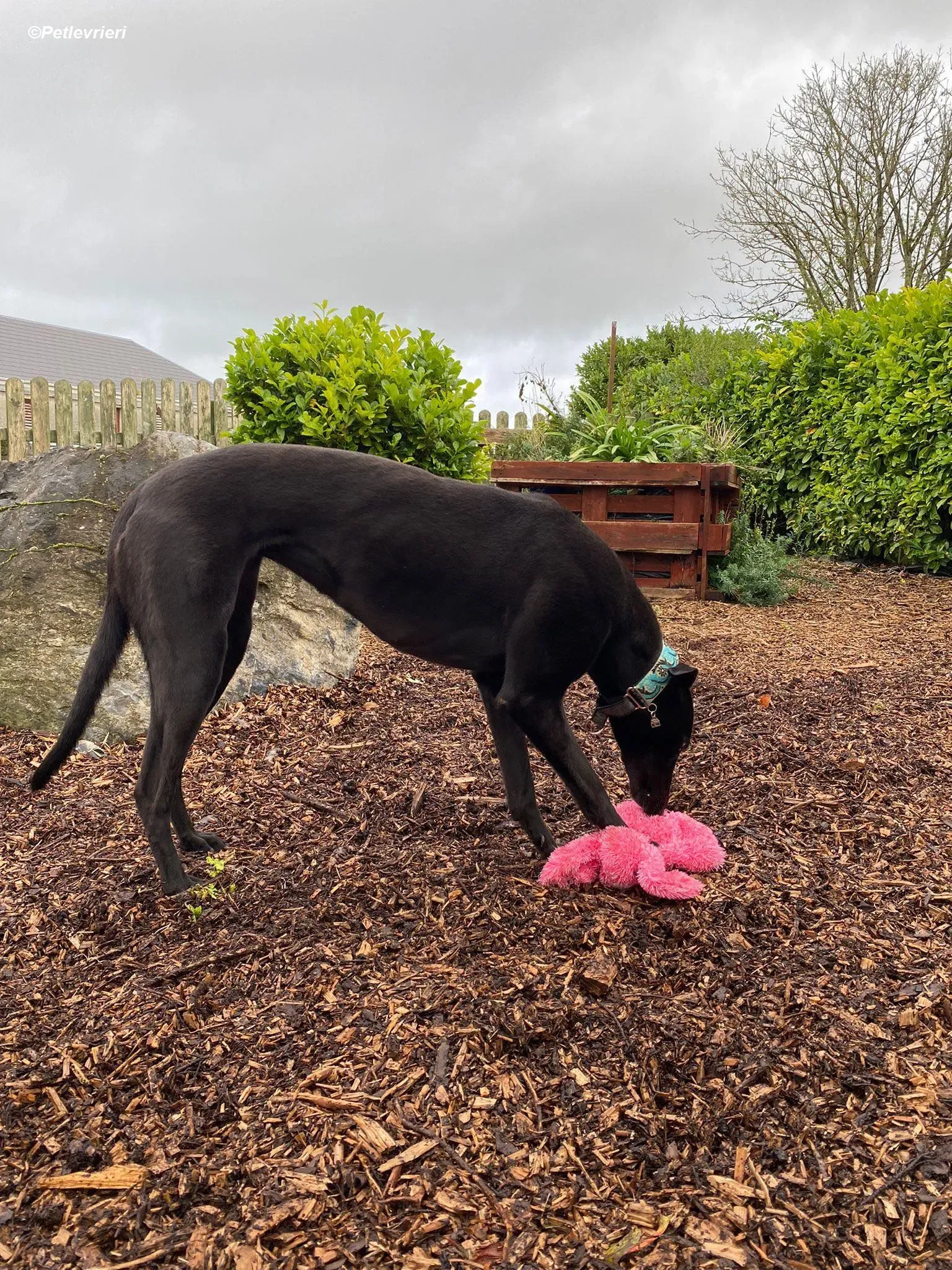 Malta adozione levrieri greyhound 3