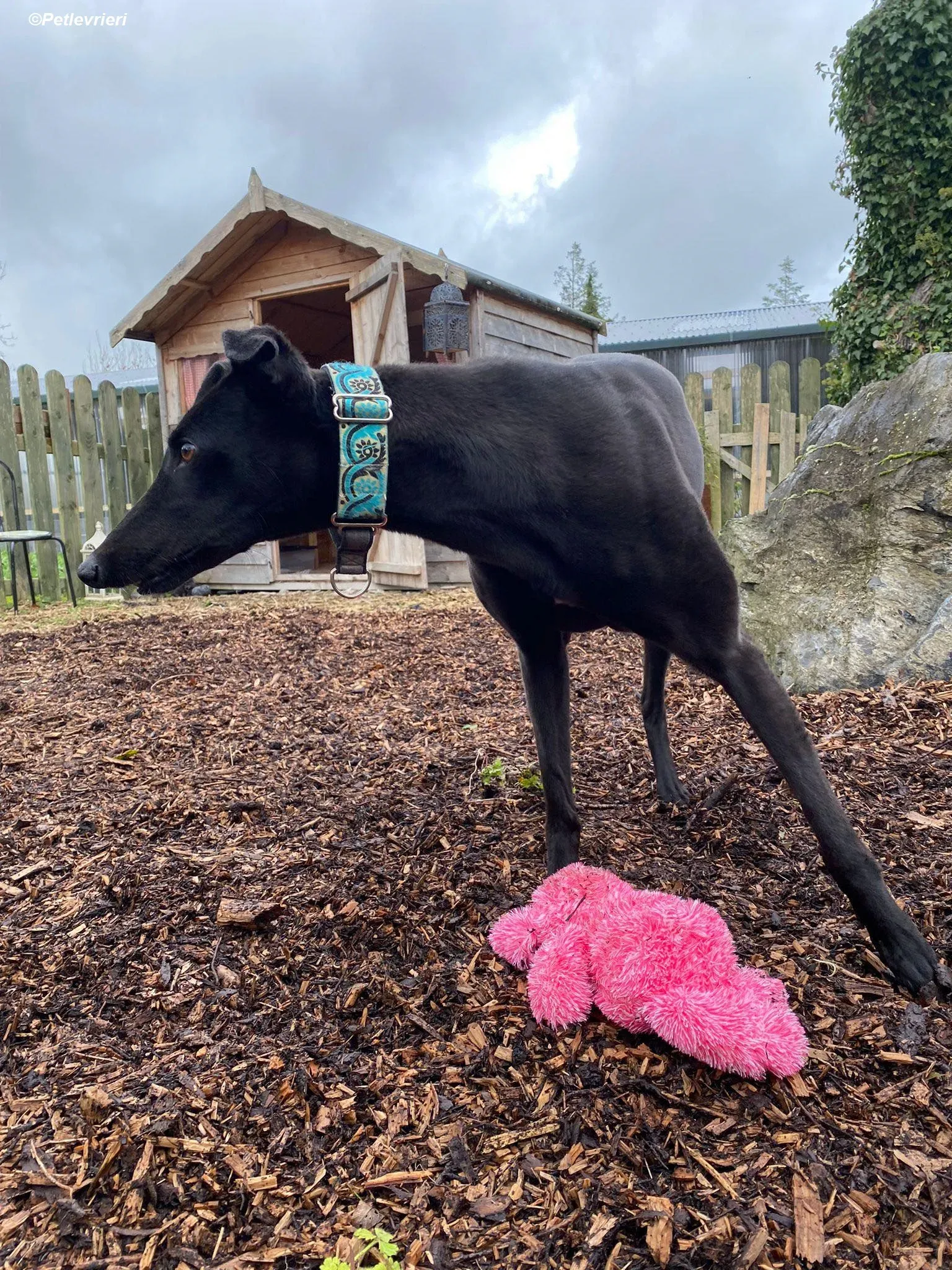 Malta adozione levrieri greyhound 4