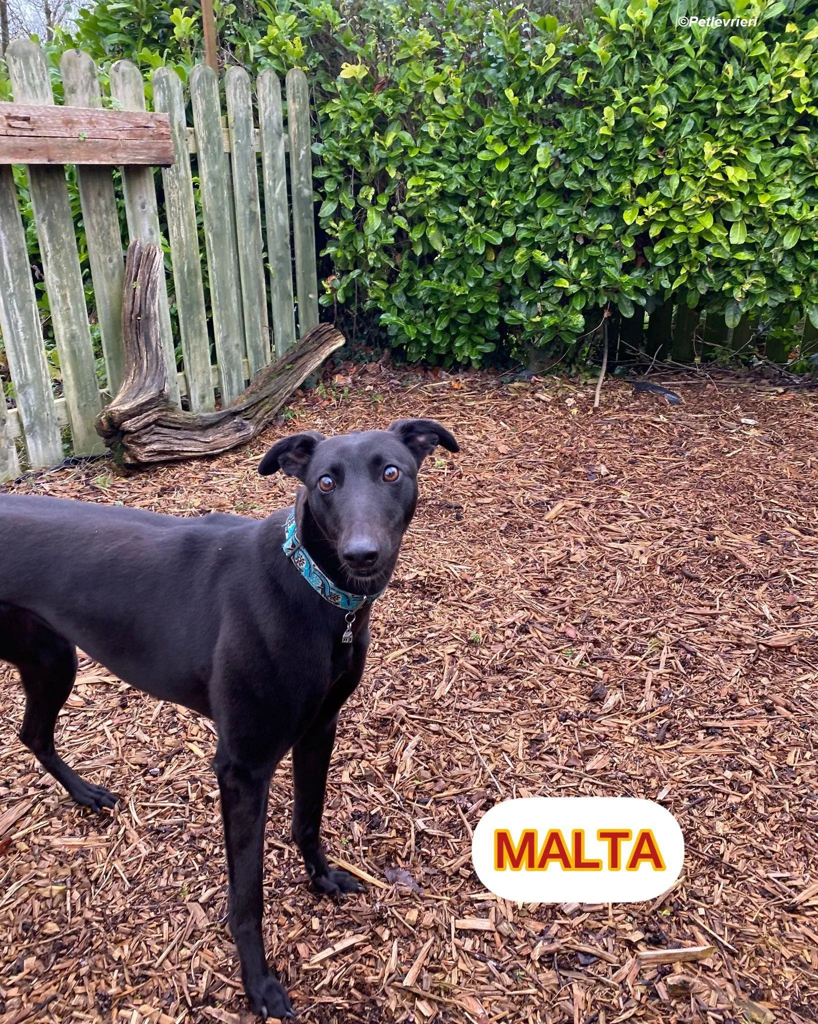 Malta adozione levrieri greyhound 5