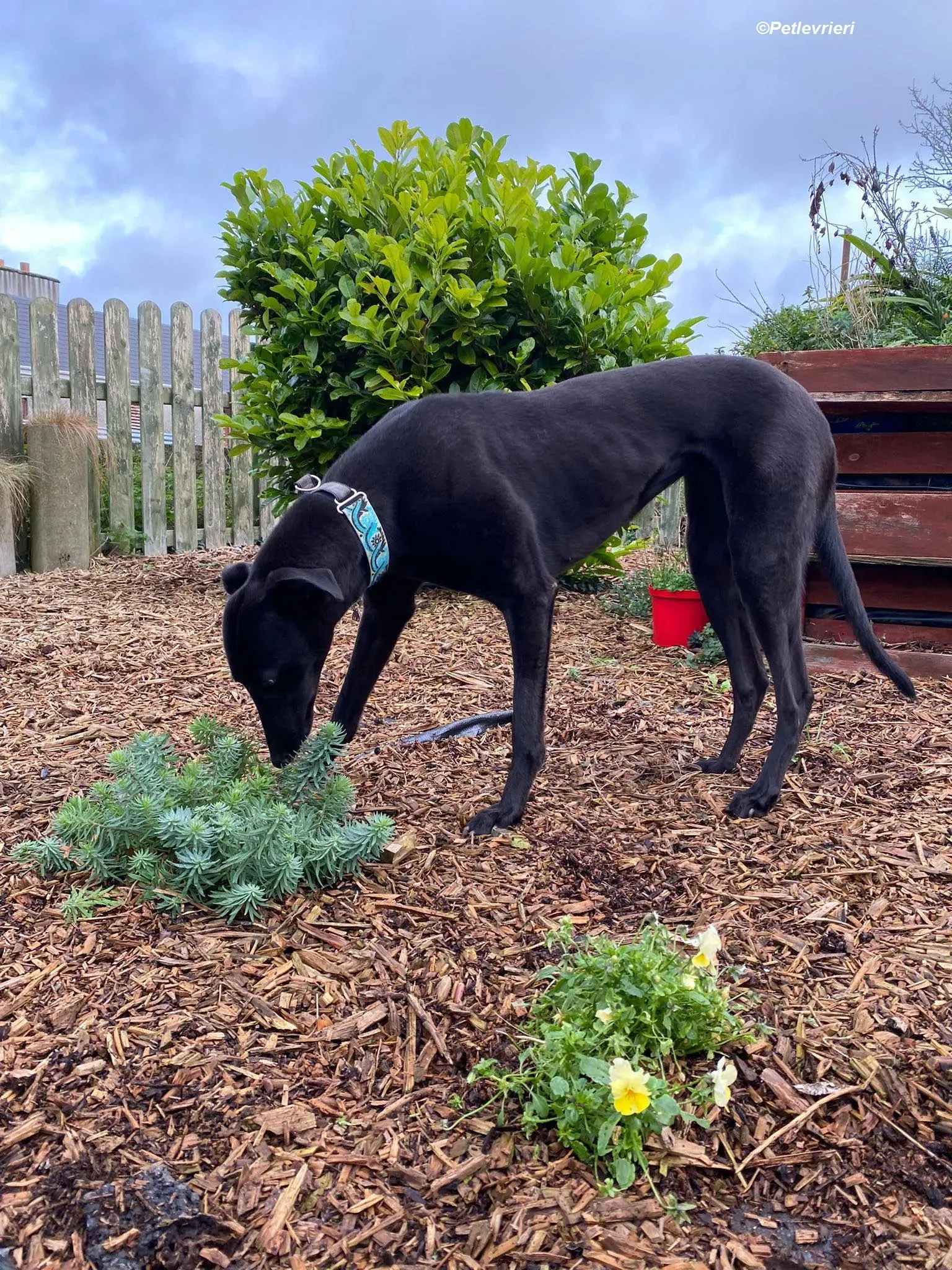 Malta adozione levrieri greyhound 6