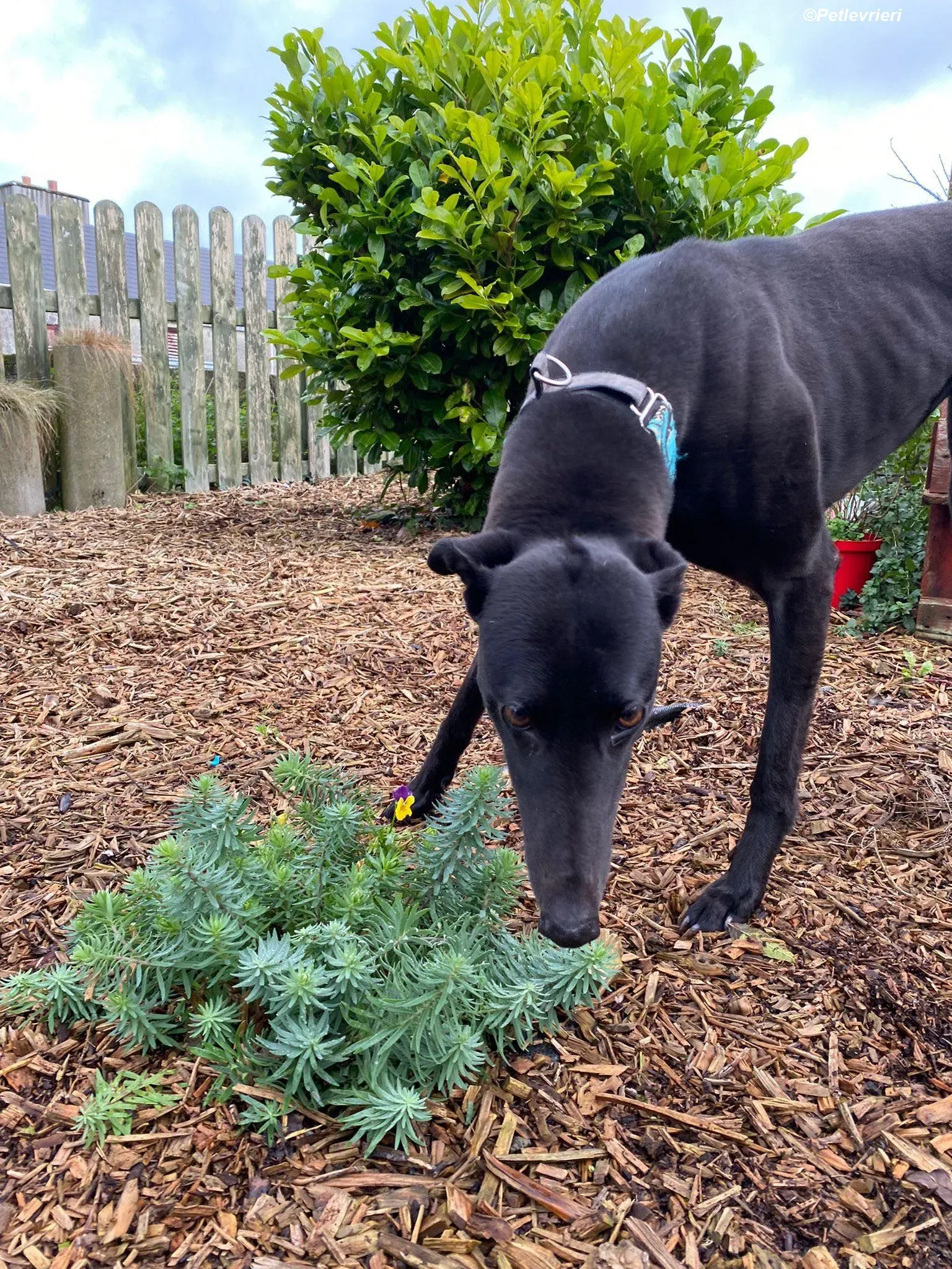 Malta adozione levrieri greyhound 7