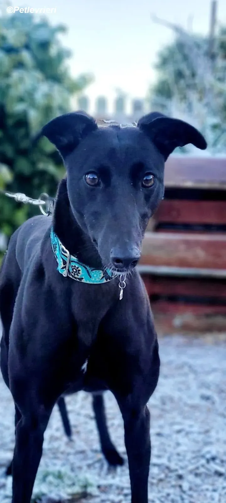 Malta adozione levrieri greyhound 9