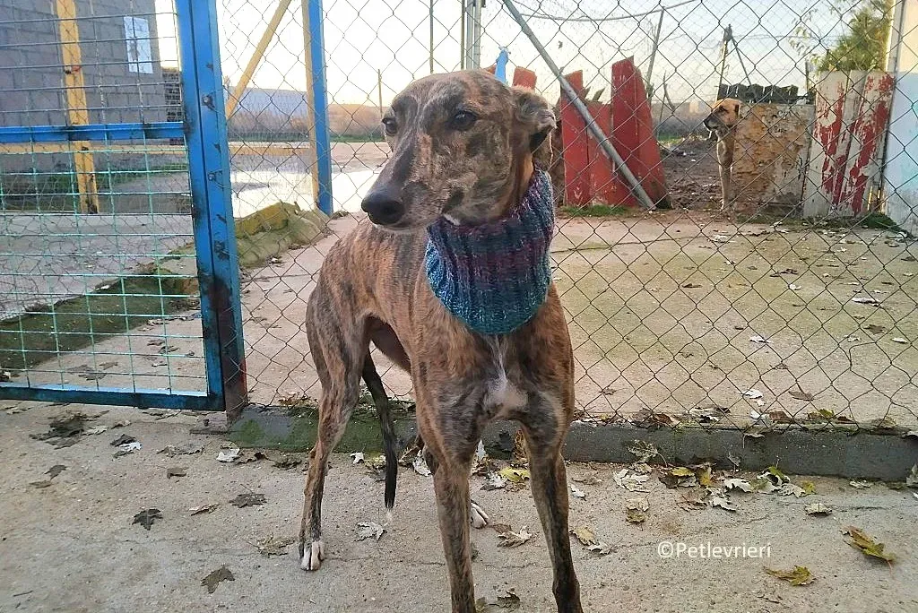 Mandy adozione levrieri galgo 01 1