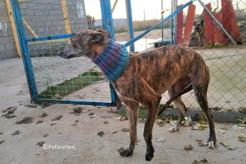 Mandy adozione levrieri galgo 02 1